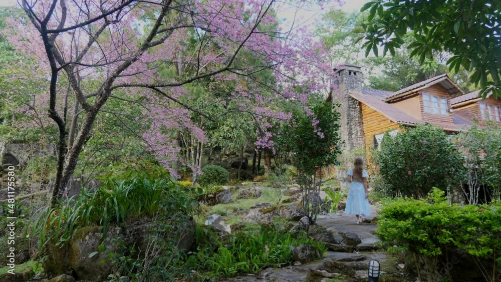 Back view of woman walks through an orchard with a cherry blossom tree and wooden house on background. Female tourist in garden enjoying the scent of blossoming pink sakura Back view of woman walks through an orchard with a cherry blossom tree and wooden house on background. Female tourist in garden enjoying the scent of blossoming pink sakura