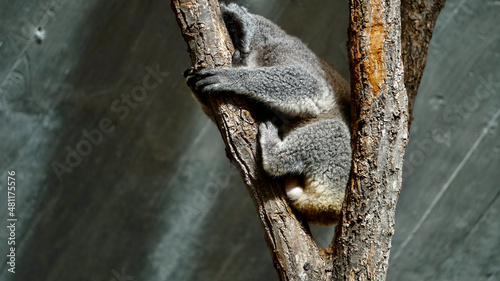 Photography at the Zoo
