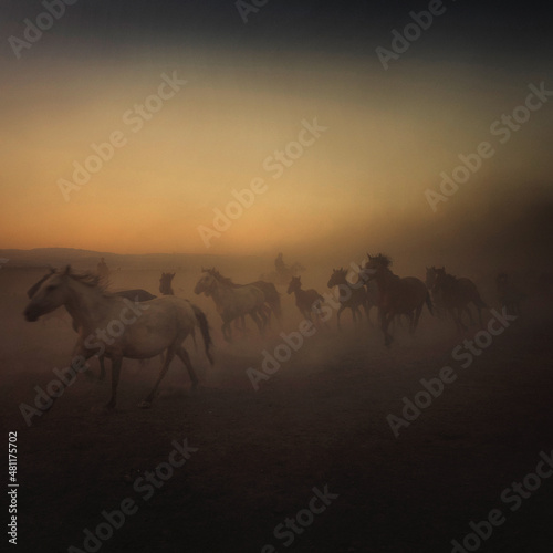 Y  lk   horses  wild horses  found in the city of kayseri in Turkey