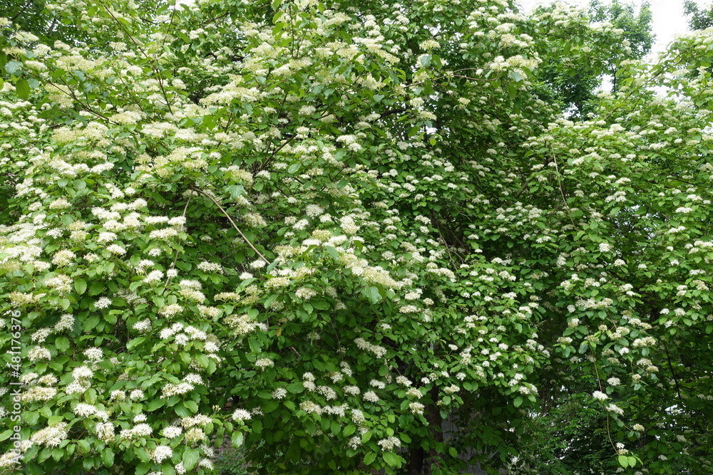 Canopy of common dogwood in full bloom in May Canopy of common dogwood in full bloom in May