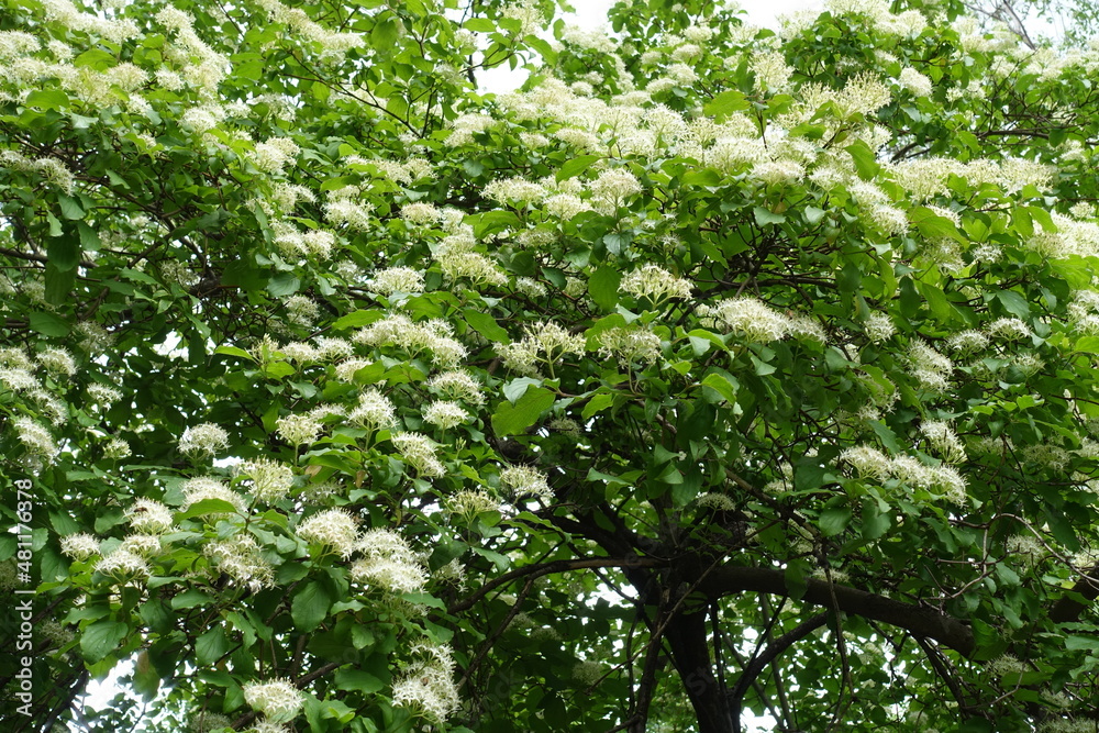 Crown of common dogwood in full bloom in May Crown of common dogwood in full bloom in May