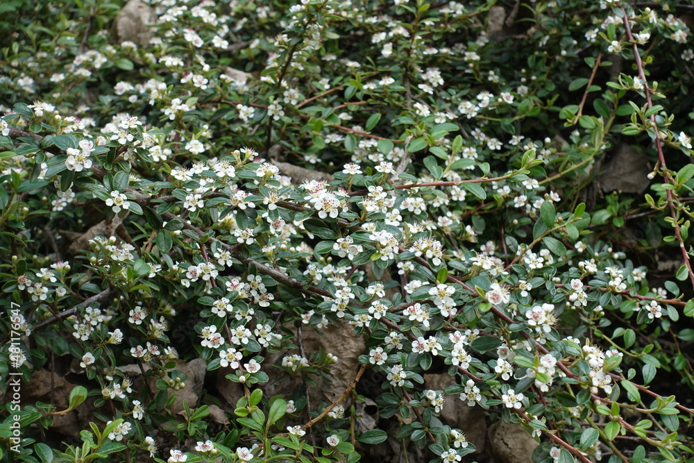 Many small white flowers of rock cotoneaster in mid May