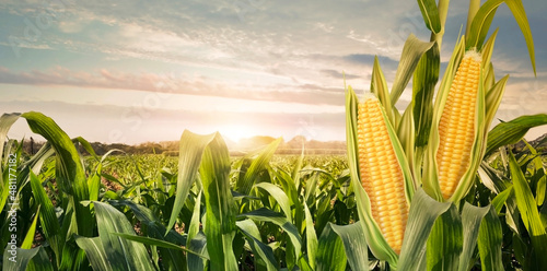 Agriculture corn field with sweet corn seeds,  of free space for your texts and branding Fototapet