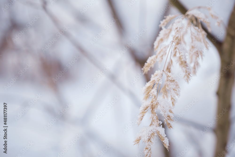Snowy forest on a gloomy day tree covered with snow. wild grass on forest background. Snowfall Artistic winter christmas natural image. Winter and freshness background.