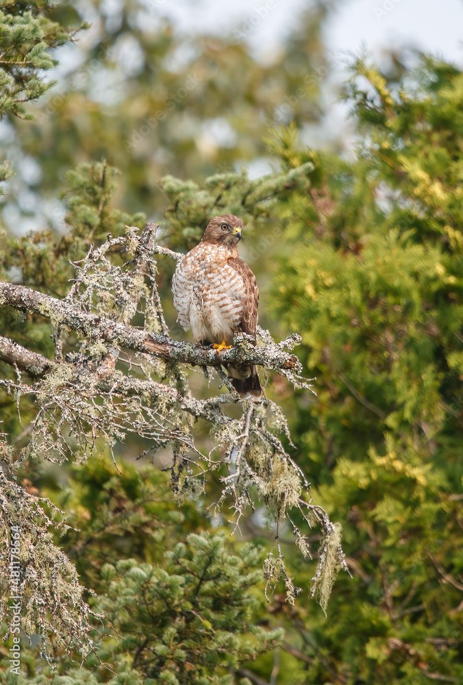 Fototapeta premium Cooper's hawk hunting from tree branch