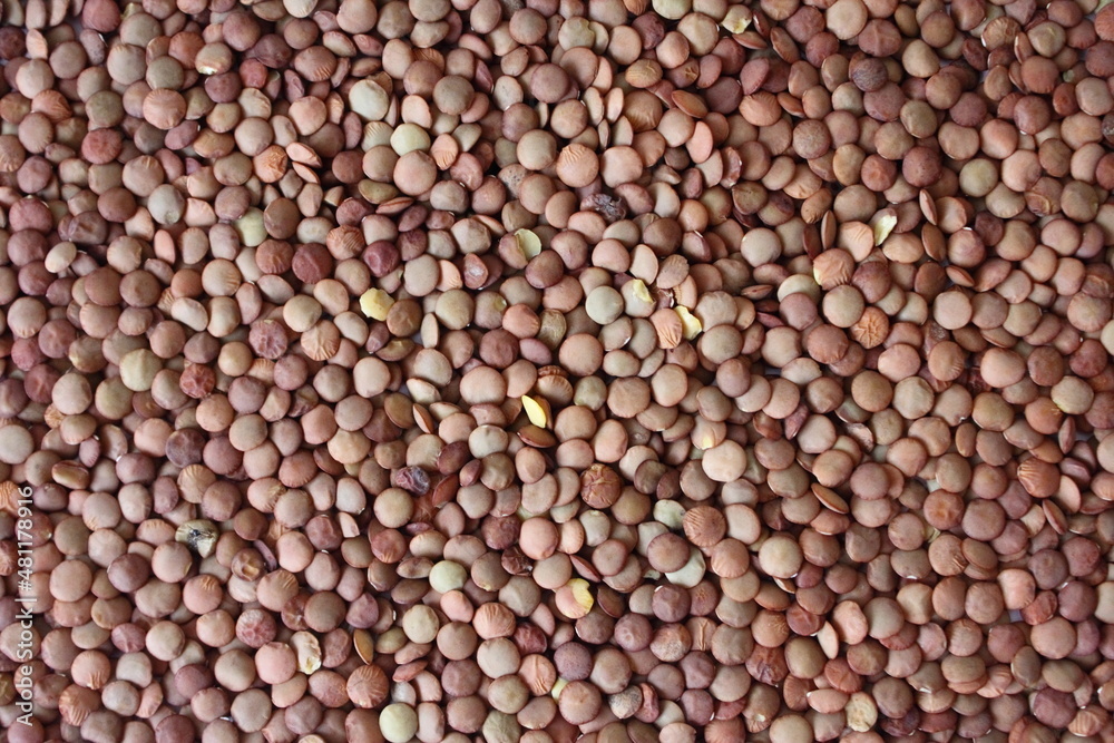 Brown lentils cereal crops natural background texture Brown lentils cereal crops natural background texture