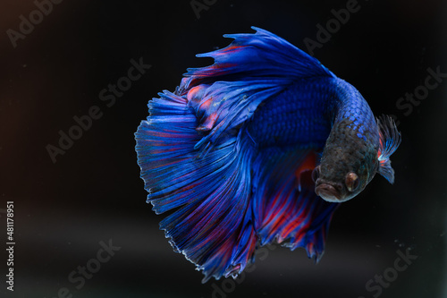 Siamese fighting fish
beautiful blue and red fish
with black background
