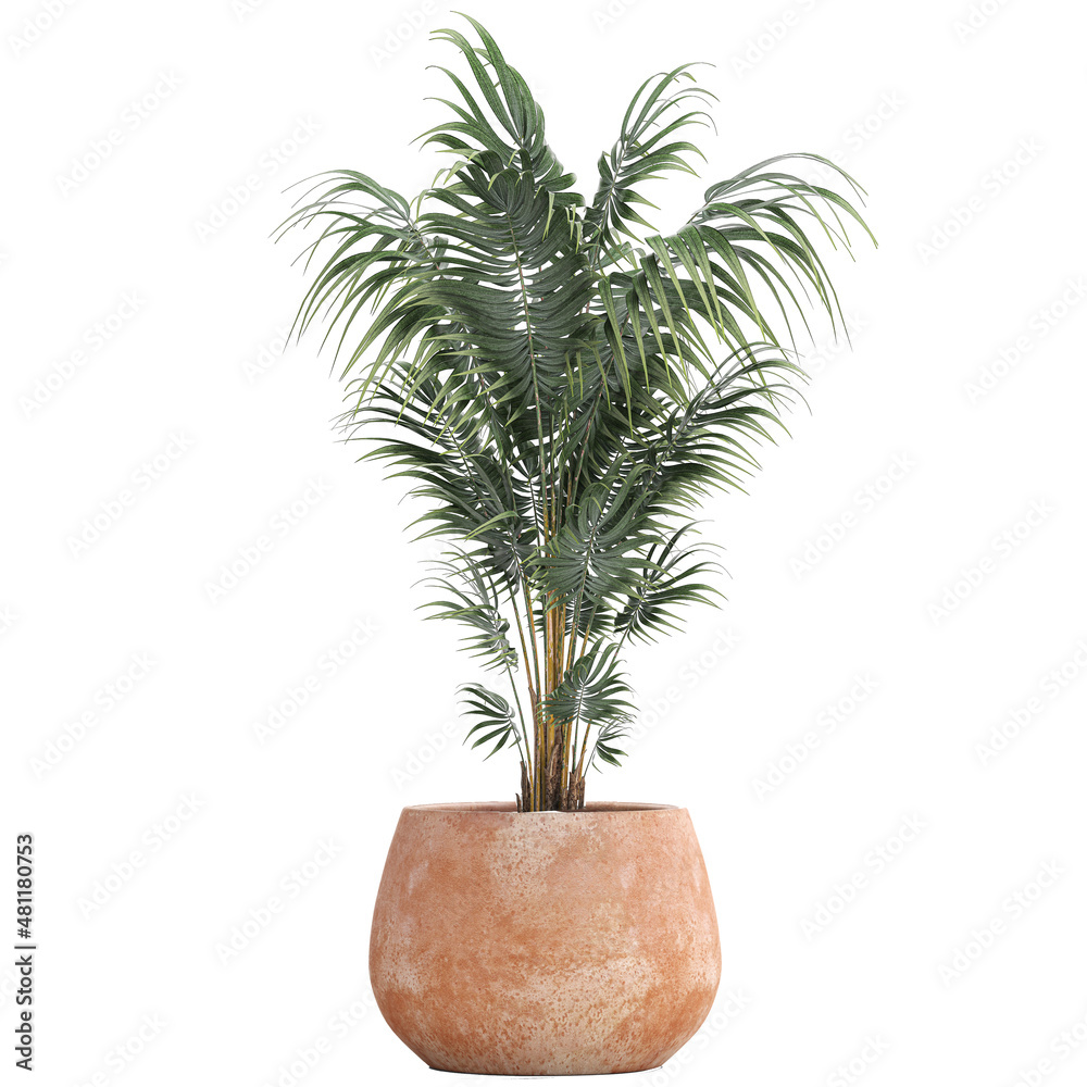 palm trees isolated on white background palm trees isolated on white background