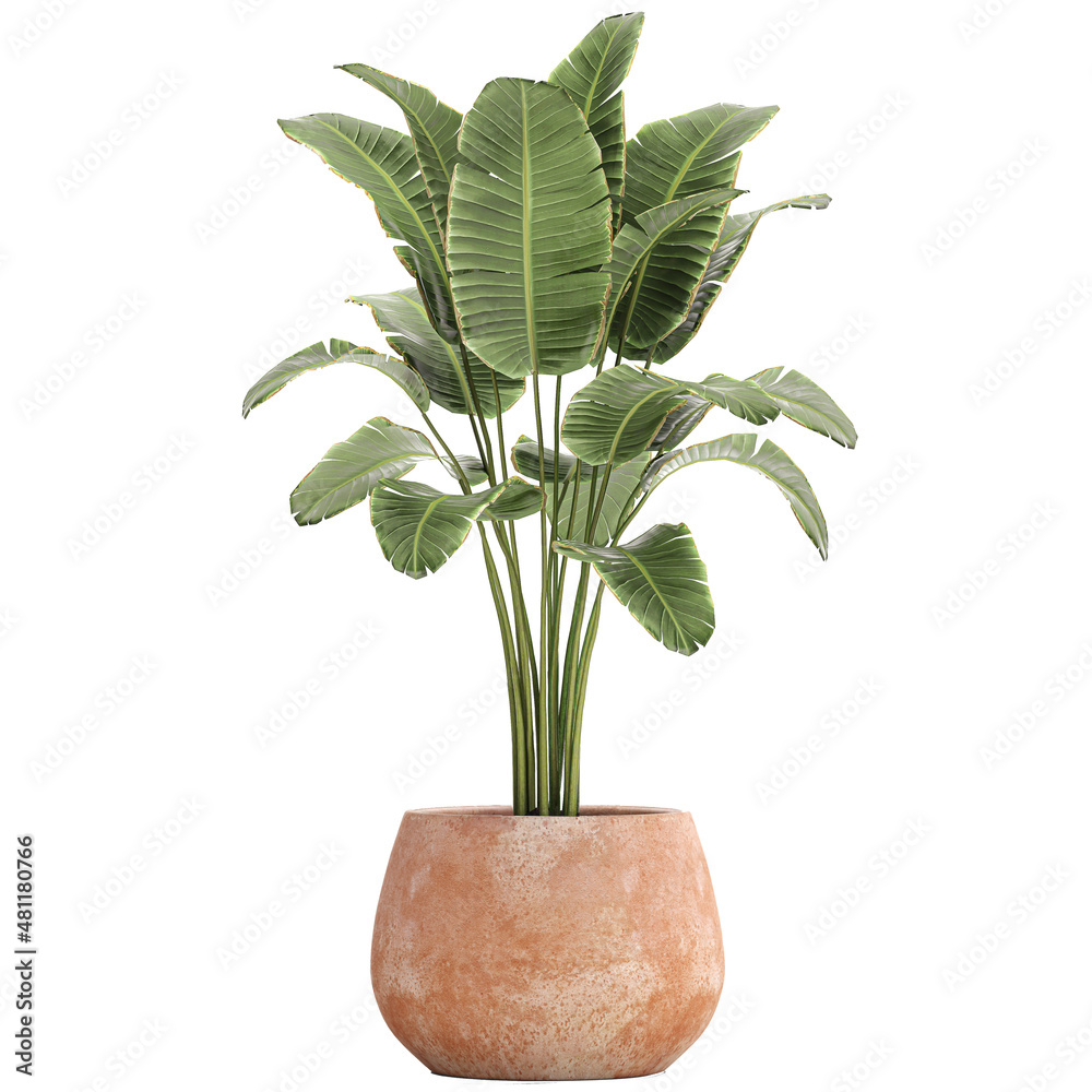  Banana palm in a pot on a white background