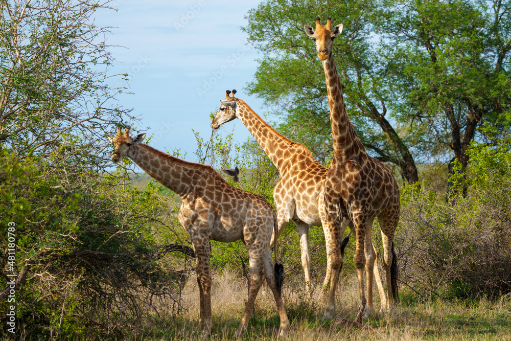 South African giraffe or Cape giraffe (Giraffa camelopardalis giraffa). Mpumalanga. South Africa. South African giraffe or Cape giraffe (Giraffa camelopardalis giraffa). Mpumalanga. South Africa.