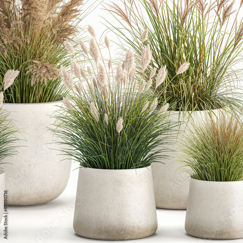  pampas grass in flowerpot isolated on white background