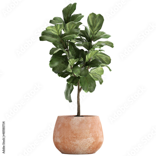  decorative Ficus lyrata in a clay flowerpot Isolated on a white background photo