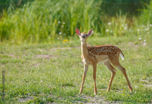 White tailed deer fawn in gassy field