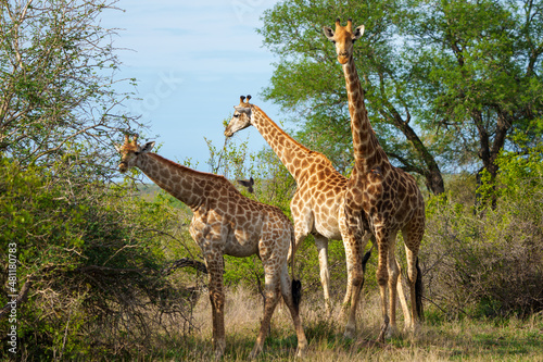 South African giraffe or Cape giraffe  Giraffa camelopardalis giraffa . Mpumalanga. South Africa.