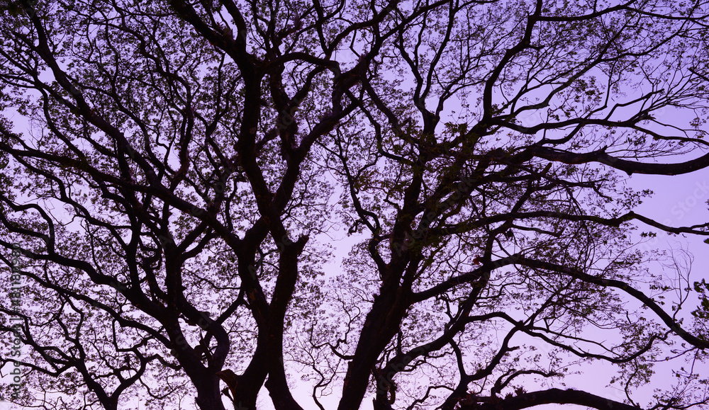 branches of a large tree, beautiful nature background branches of a large tree, beautiful nature background