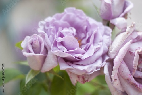 Photos Roses parme