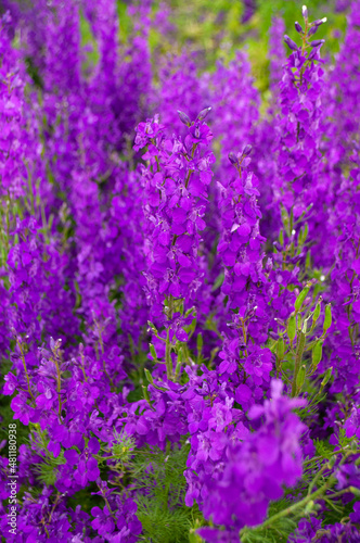 Beautiful floral background. Blurred purple color sage field. Defocused floral background.