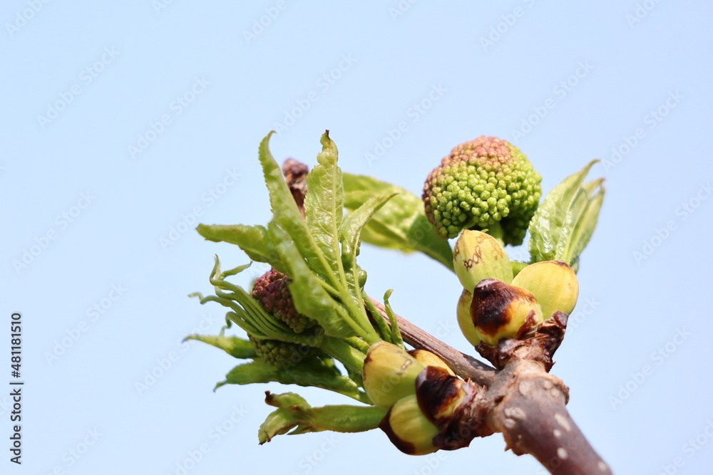 Obraz premium 木の芽