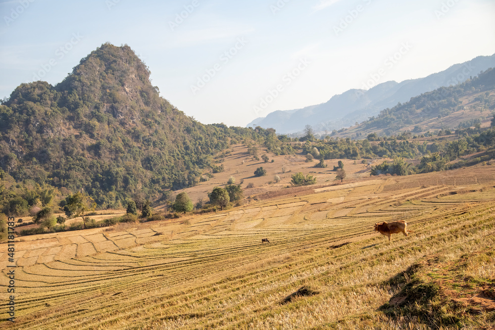 Panoramic view of rice fields in Myanmar