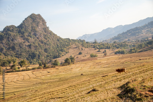 Obraz na płótnie Panoramic view of rice fields in Myanmar w salonie