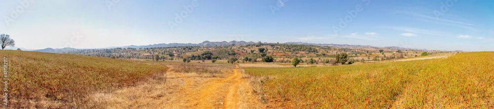 Red field full of chili pepers