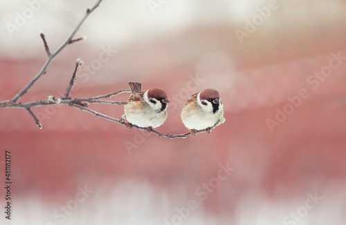 pair of sparrow birds sitting on a branch in the park