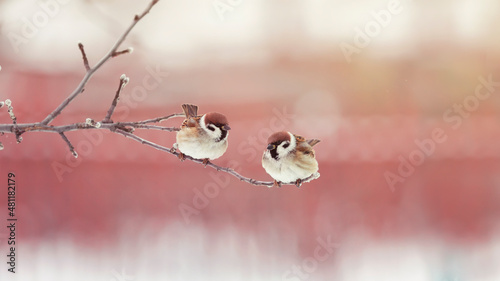 pair of sparrow birds sitting on a branch in the park