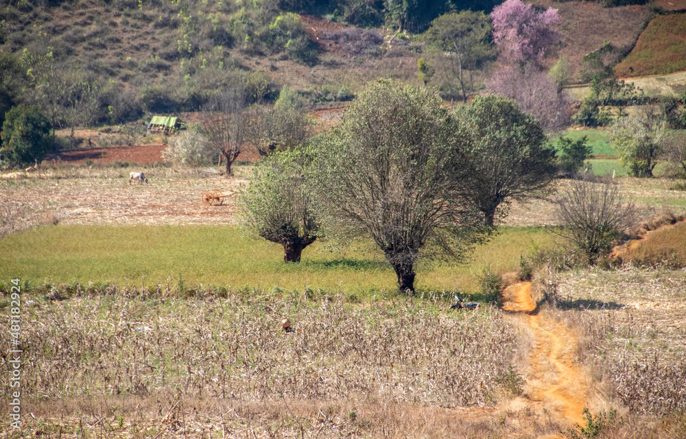 Locals farmers working the fields, Myanmar