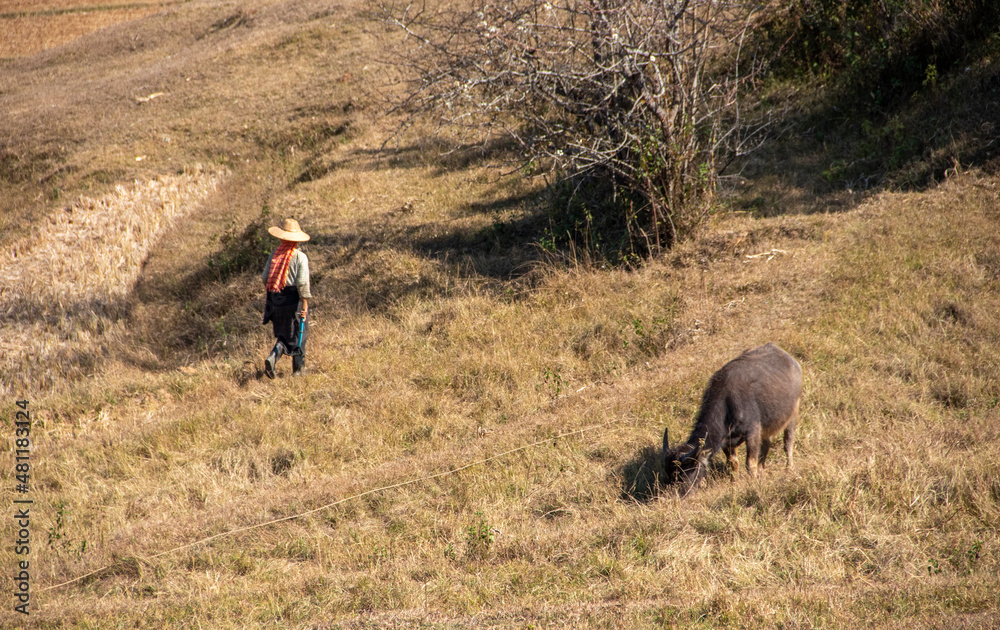 Locals farmers working the fields, Myanmar
