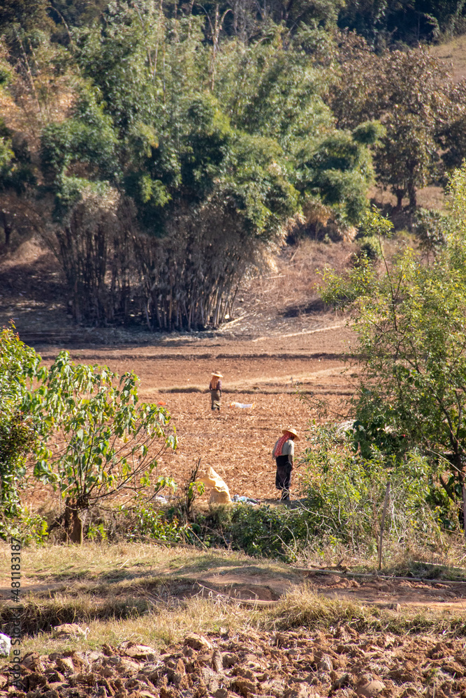 Locals farmers working the fields, Myanmar