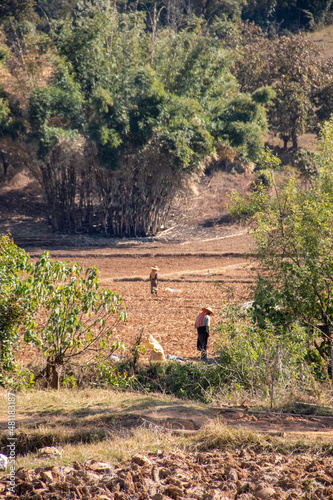 Obraz na płótnie Locals farmers working the fields, Myanmar w salonie
