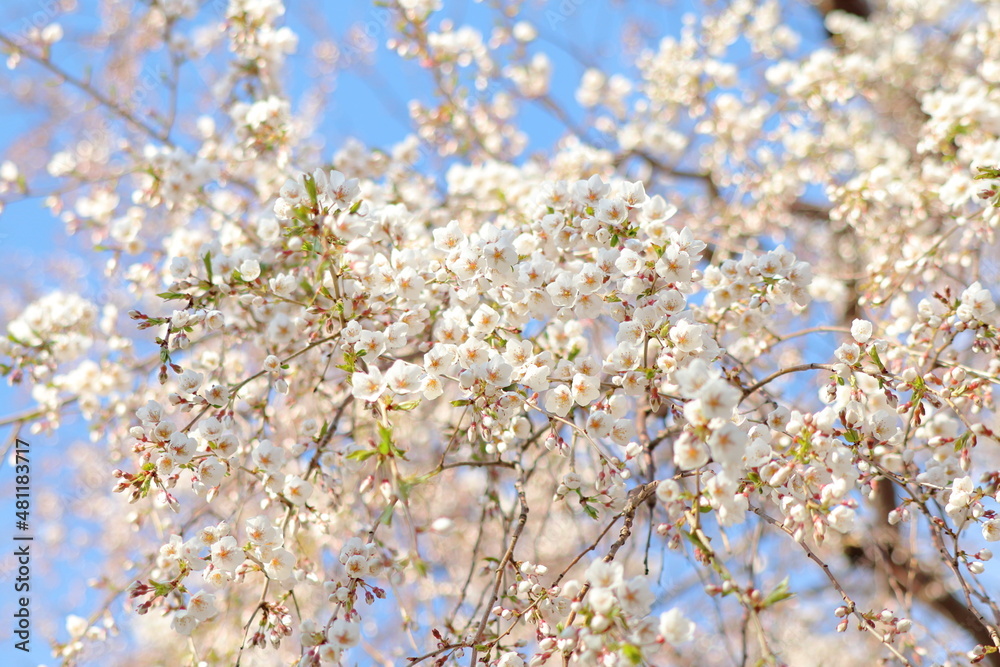 しだれ桜 しだれ桜