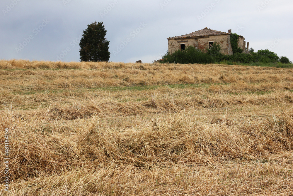 The typical old stone house, now a ruin, standing in Italy in Tuscany on the field covered by hay.  