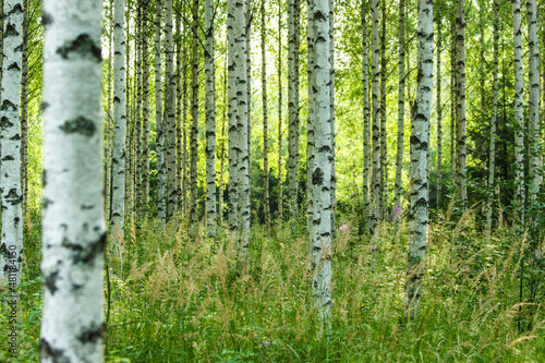 The beautiful nordic birch forest with fresh green grass and leaves. The detail of many black and white trunks during the sunny summer day. 