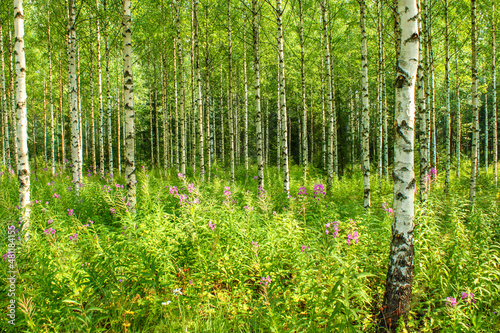 The beautiful nordic birch forest with fresh green grass and leaves. The detail of many black and white trunks during the sunny summer day. 