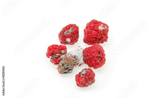 Several mouldy raspberries. Rotten and uneatable. Isolated on white background. 