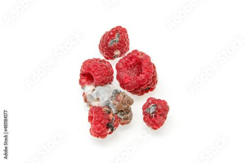 Several mouldy raspberries. Rotten and uneatable. Isolated on white background. 