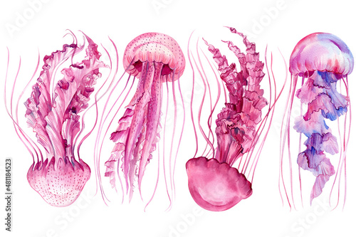 Pink jellyfish set on isolated white background, watercolor illustration, hand drawn