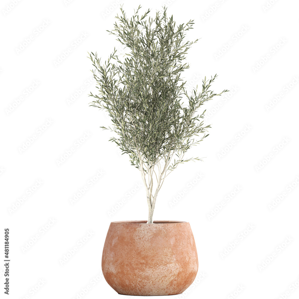 Obraz premium Olive tree in a clay flowerpot isolated on white background 