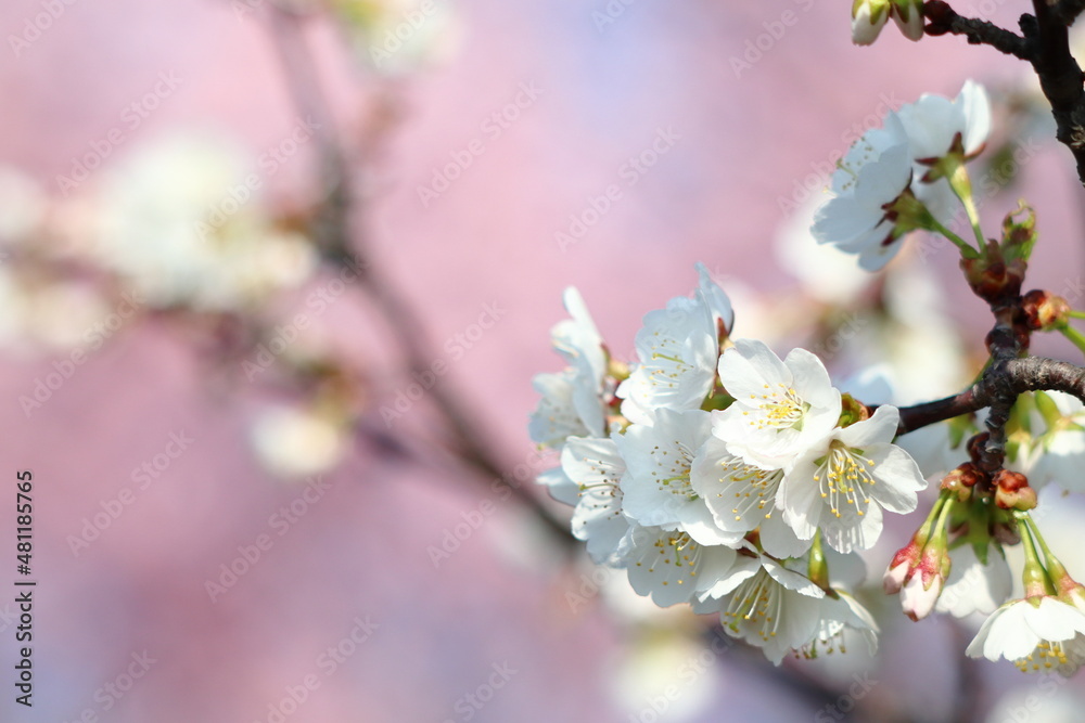 Fototapeta premium 白い桜