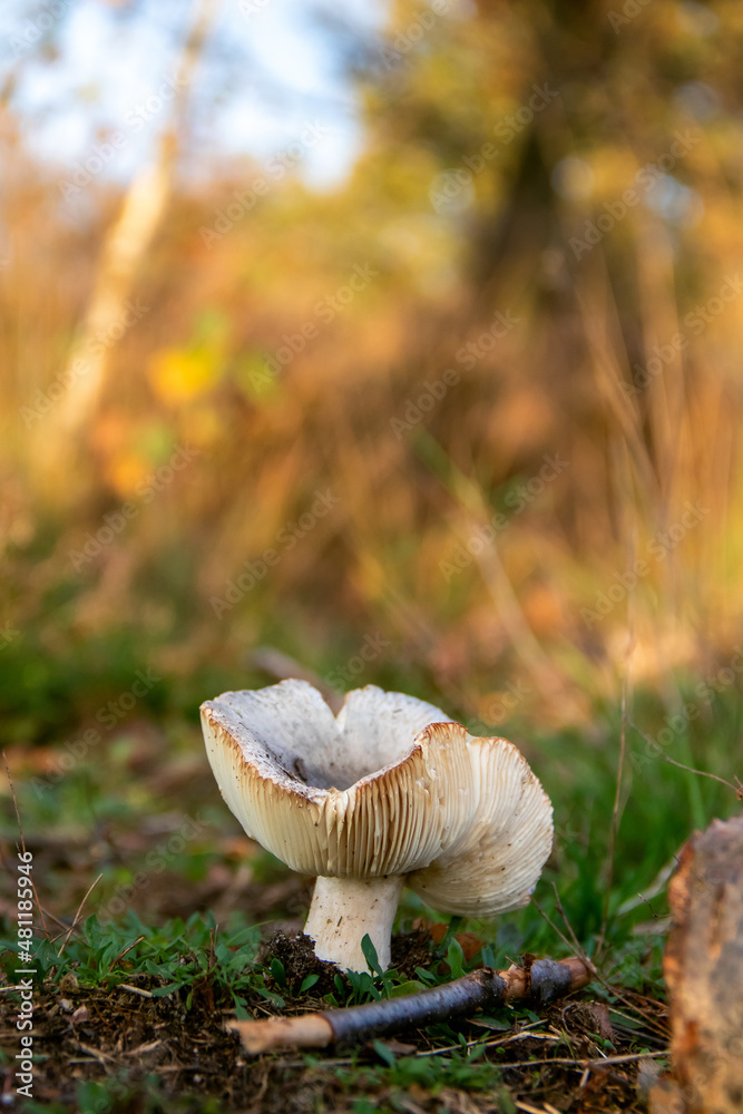 Beautiful mushroom in autumn