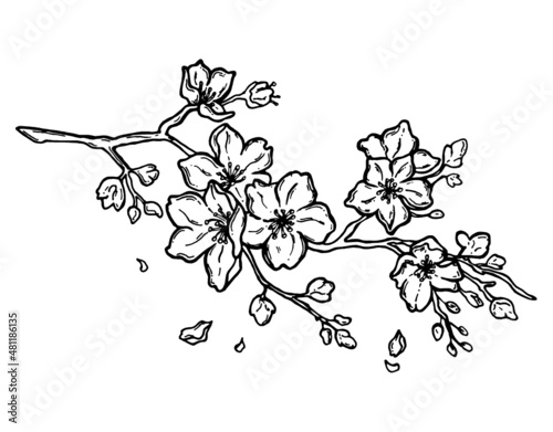Cute hand-drawn sakura branch isolated on white background.  Cherry blossoms Japanese sakura. Sakura blossom. Isolated on white background. illustration