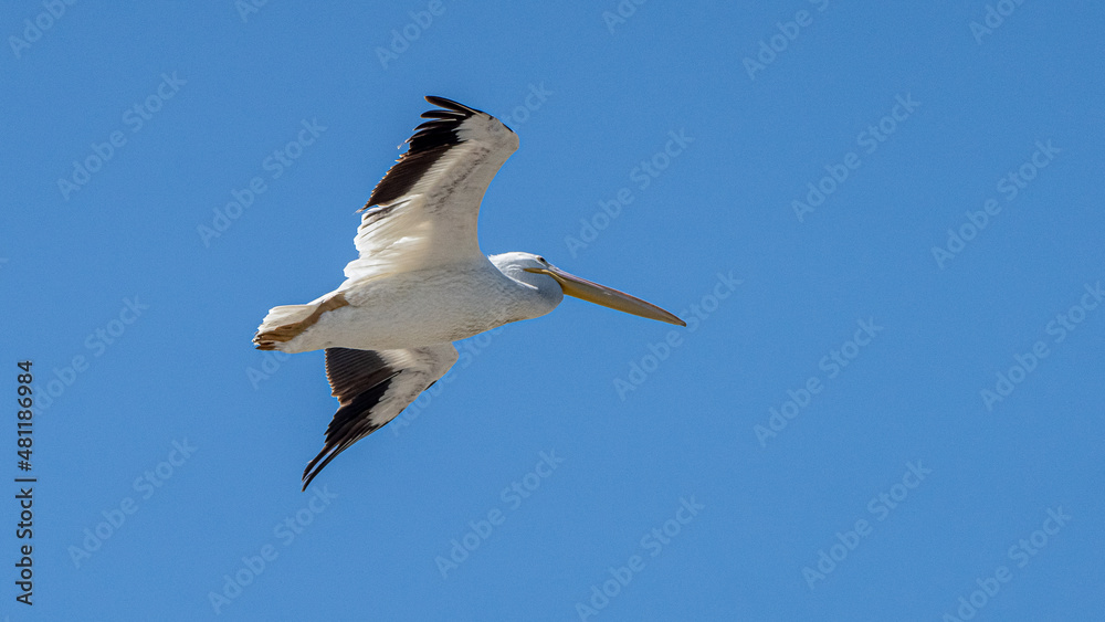 American White Pelican (Pelecanus erythrorhyncho) American White Pelican (Pelecanus erythrorhyncho)