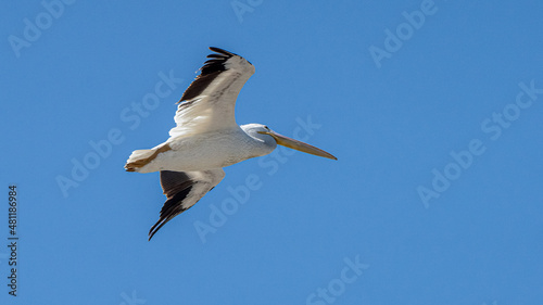 American White Pelican (Pelecanus erythrorhyncho)