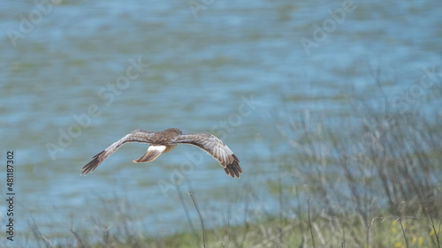 Northern Harrier (Circus hudsonius) skimming low over water, Shoreline Park, Mountain View, California photo