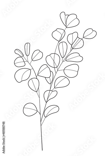 Eucalyptus branch vector in line art style. Bohemian eucalyptus leaves  plant on isolated background. Minimal  simple botany  floral