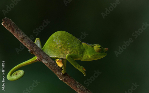 chameleon (ID: 481189136)
