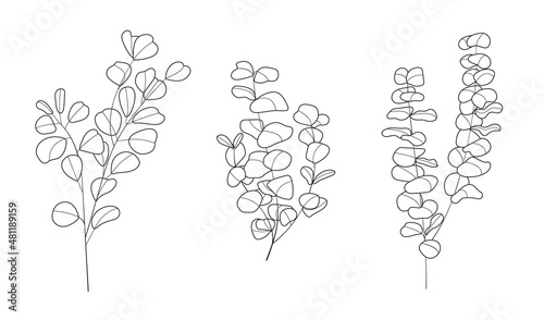 bunch of grapes