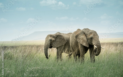 elephant in the savannah (ID: 481189186)