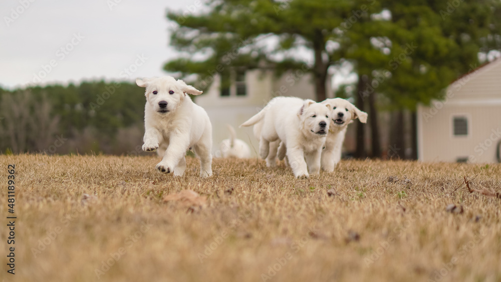 White Golden Retriever Puppies Playing White Golden Retriever Puppies Playing